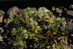 Potentilla supina