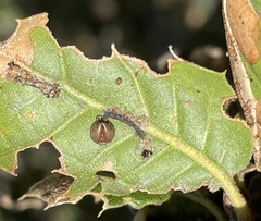 Quercus agrifolia agrifolia