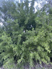 Condalia hookeri