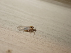 Delphacidae
