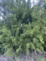 Condalia hookeri