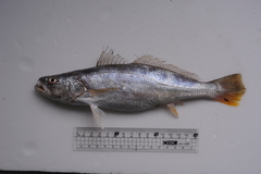 Otolithes ruber