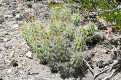 Echinocereus enneacanthus enneacanthus