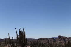 Pachycereus pringlei