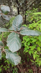 Quercus crassifolia
