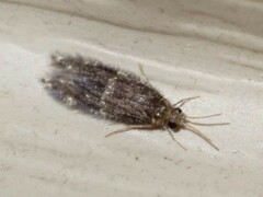 Hydroptilidae