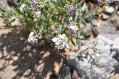 Nerisyrenia camporum