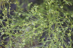 Mirbelia viminalis