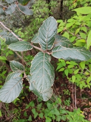 Quercus crassifolia