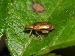 Systena marginalis