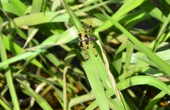 Rhyothemis variegata