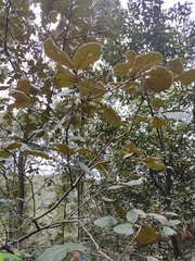 Quercus crassifolia