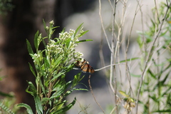 Nymphalidae