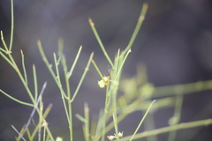 Mirbelia viminalis