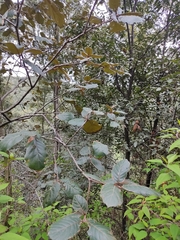 Quercus crassifolia