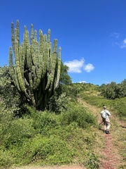 Pachycereus pecten-aboriginum