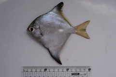 Monodactylus argenteus