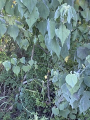 Abutilon trisulcatum