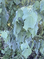 Abutilon trisulcatum