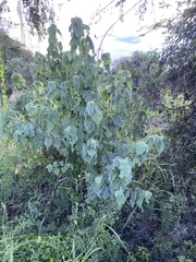 Abutilon trisulcatum