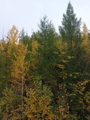 Betula platyphylla