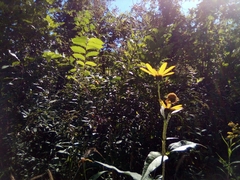 Rudbeckia fulgida