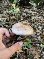 Lactarius argillaceifolius