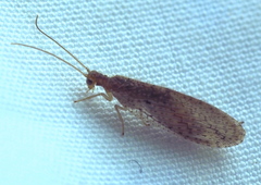 Micromus tasmaniae