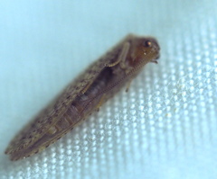 Micromus tasmaniae