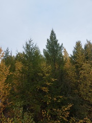 Larix gmelinii