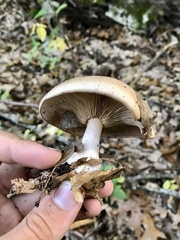 Lactarius argillaceifolius