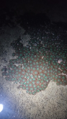 Zoanthus sansibaricus