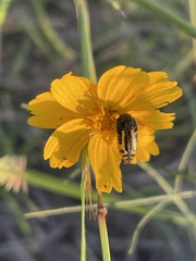 Acmaeodera scalaris