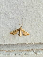 Leucinodes cordalis
