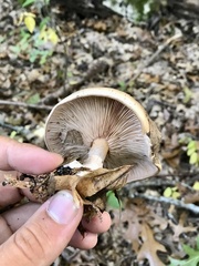 Lactarius argillaceifolius