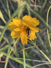 Acmaeodera scalaris