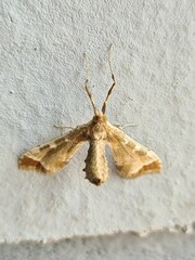 Leucinodes cordalis