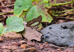 Polyura bharata