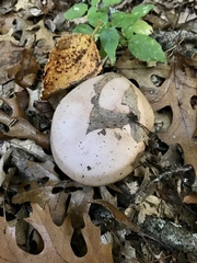 Lactarius argillaceifolius