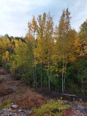 Betula platyphylla