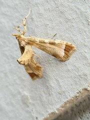 Leucinodes cordalis