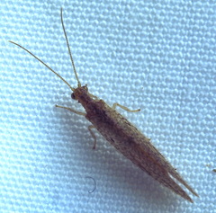 Micromus tasmaniae