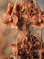 Rumex cristatus