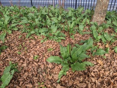 Rumex cristatus