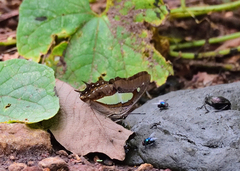 Polyura bharata