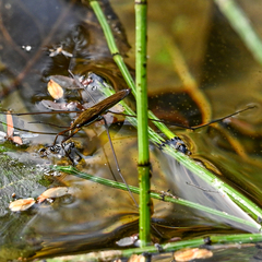 Limnoporus notabilis