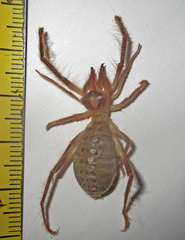 Solifugae