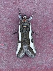 Euscirrhopterus gloveri