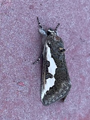 Euscirrhopterus gloveri