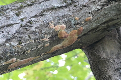 Steccherinum ochraceum